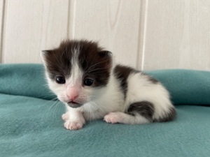 Türkisch Angora Mix Kitten