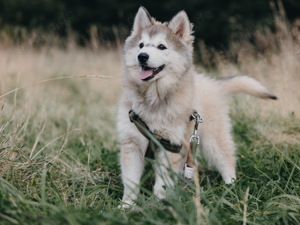 Exzellente Pomsky F1b Welpen mit seltenen Farben (Agouti, Husky-Optik)