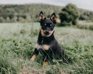 Kleinbleibende Pomsky F3 Welpen Abgabebereit