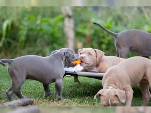 American Bully mit ABKC Papieren