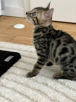 Reinrassiger Bengalkaterchen