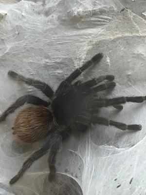 Vogelspinne Chromatopelma 