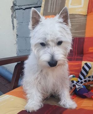 West Highland White Terrier 