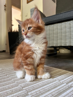 Maine Coon Kitten Poly Kater mit Stammbaum