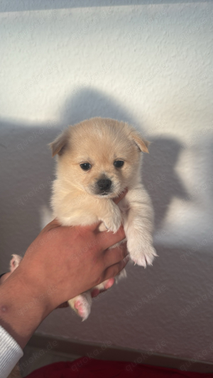 pomeranian chihuahua mix