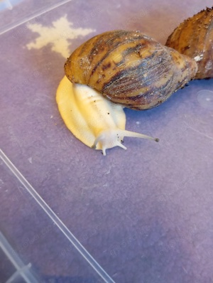 archachatina marginata ovum 