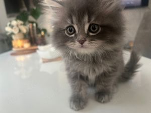 kitten