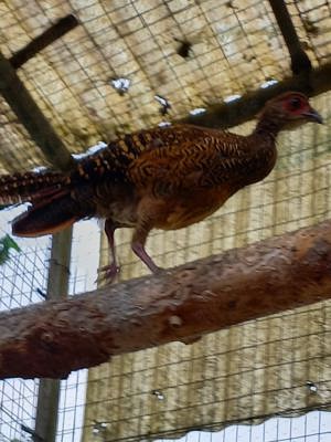 Junge Swinhoesfasane aus Naturbrut abzugeben