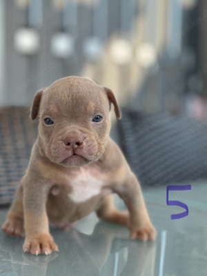 American Pocket Bully     