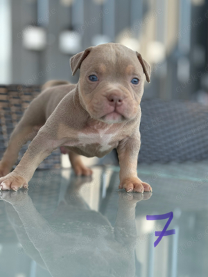 American Pocket Bully     