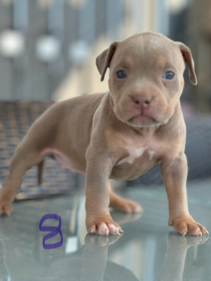 American Pocket Bully     