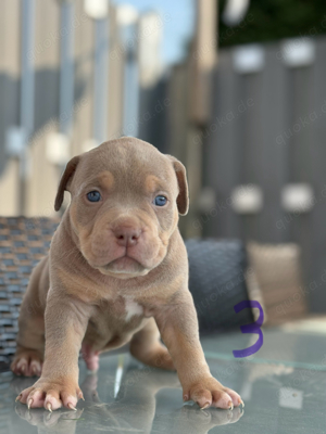 American Pocket Bully     