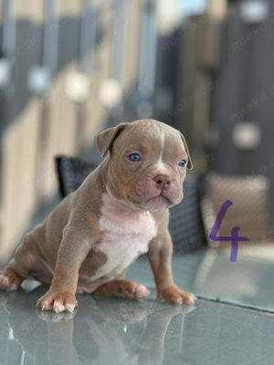 American Pocket Bully     