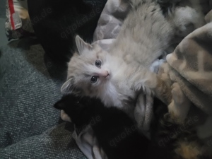 Maine Coon  Waldkatzen ? Kitten 