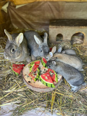 Hasenbabys suchen ein neues Zuhause 