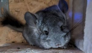 Chinchilla Jungtiere abzugeben