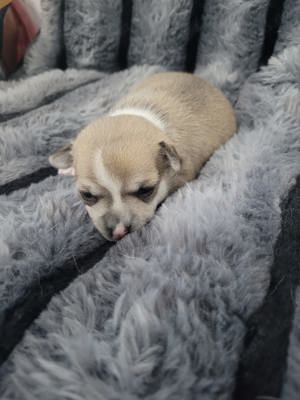 Welpen Chihuahua 