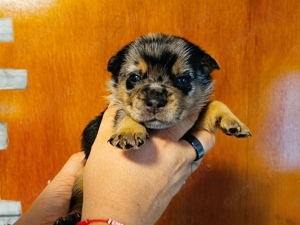 Australian shepherd mix 