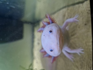 Axolotl suchen ein neues Zuhause 