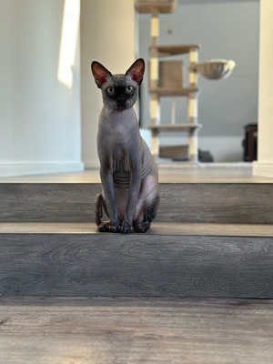 Traumhafter Sphynx Deckkater