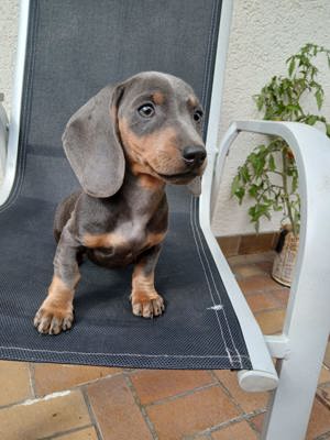 Zwerg Dackelwelpen in Silver Blue and Tan