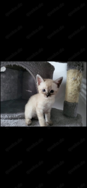 Snow Bengalmix Kitten 500 VHB