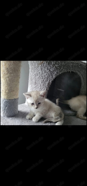 Snow Bengalmix Kitten 350 VHB