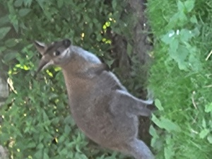 Känguru Weibchen zu verkaufen  !