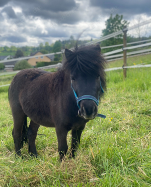 Shetlandpony Hengst zu verkaufen