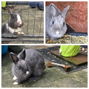 3 zuckersüsse Zwerg Kaninchen