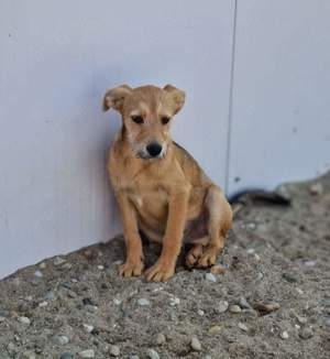 Erich ist ein kleiner goldiger Bub,  der ein Zuhause sucht