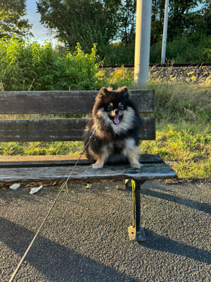 Deckrüde Zwergspitz Pomeranian