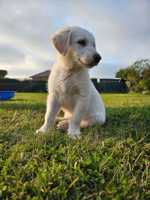 Welpen    GoldenRetriever- weißer schweizer Schäferhund 