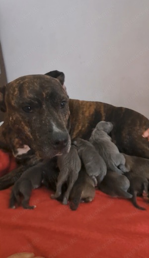 Americanbulldog- Cane Corso Mix