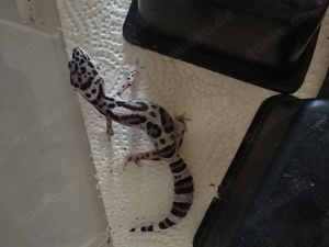 Leopardgecko Nachzuchten 2024