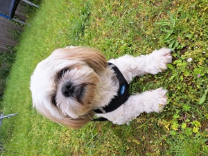 Shih tzu deckrüde kein verkauf 