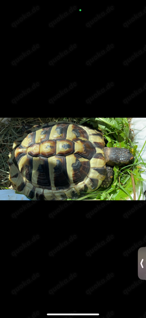 Griechische Landschildkröte (15j)