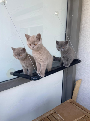 Kitten Katze Kätzchen Britisch Kurzhaar BKH Britischkurzhaar Lilac Greige Grau Blue 