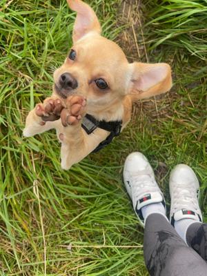 Verkaufe einen bezaubernden Chihuahua-Welpen!