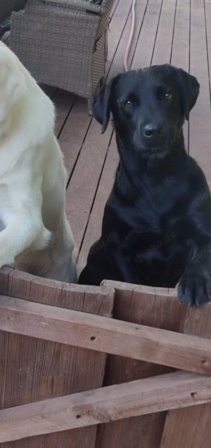 Verkaufe wundervolle Labrador Hündin