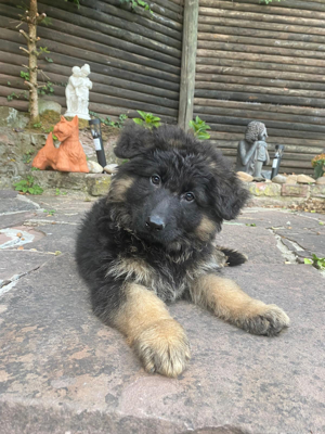 Deutscher Schäferhund-Welpen langhaar