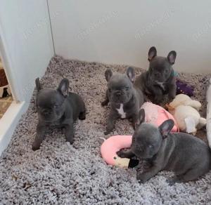 Unsere Hündin und Rüden  Französische Bulldoggen Welpen abzugeben geschippt+EU-Pass+geimpft..