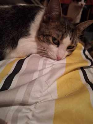 Kater   Katze, kastriert, verschmust Bild 5