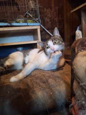Kater   Katze, kastriert, verschmust Bild 7