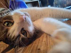 Kater   Katze, kastriert, verschmust