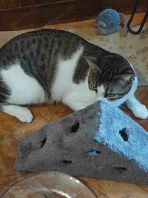 Kater   Katze, kastriert, verschmust Bild 6