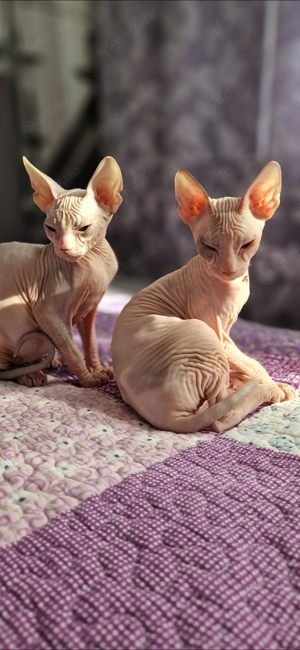 Don Sphynx