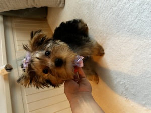 Süße Yorkshire Terrier