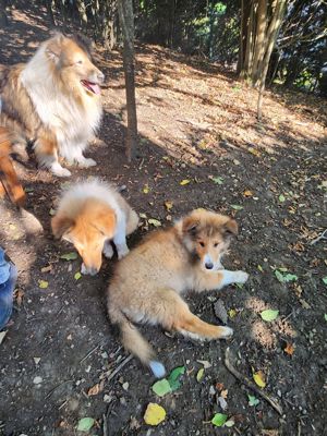 Junge Reinrassige Langhaarcollie bald agzugeben