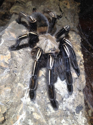 Suche Ephebopus murinus (Skelettvogelspinne) slings 